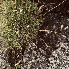 Tortula muralis muralis