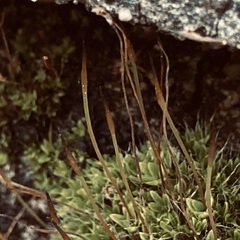 Tortula muralis muralis