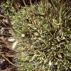 Tortula muralis muralis