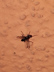 Sepsis fulgens