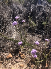 Pseudoselago serrata