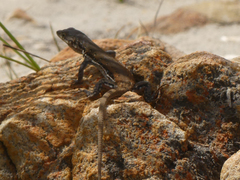 Pedioplanis lineoocellata