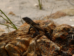 Pedioplanis lineoocellata