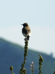 Oenanthe melanoleuca