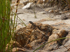 Pedioplanis lineoocellata