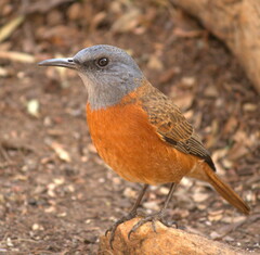 Monticola rupestris