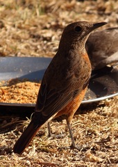 Monticola rupestris