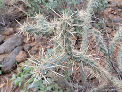 Cylindropuntia acanthocarpa acanthocarpa