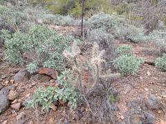 Cylindropuntia acanthocarpa acanthocarpa