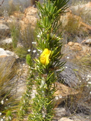 Aspalathus acanthes