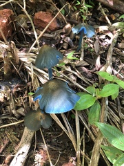 Entoloma virescens
