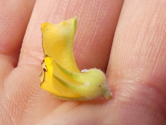 Aspalathus acanthes