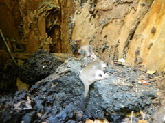 Dromiciops gliroides