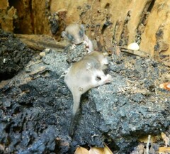 Dromiciops gliroides