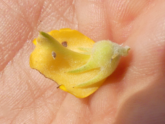 Aspalathus acanthes