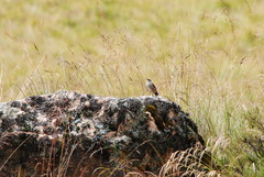 Cinclodes albiventris