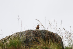 Upucerthia validirostris