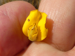Aspalathus acanthes