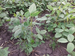 Cannabis sativa spontanea