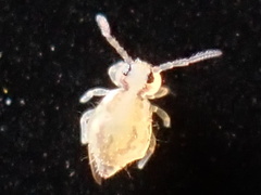 Ptenothrix