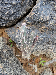 Cylindropuntia acanthocarpa acanthocarpa