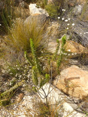 Aspalathus acanthes