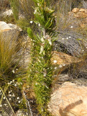 Aspalathus acanthes