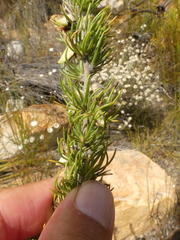 Aspalathus acanthes