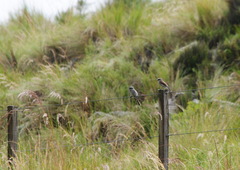 Ochthoeca leucophrys