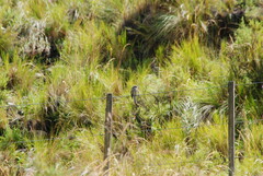 Ochthoeca leucophrys