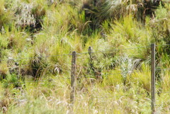 Ochthoeca leucophrys