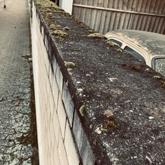 Orthotrichum anomalum