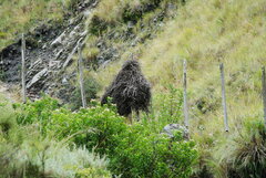 Phacellodomus striaticeps