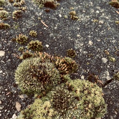 Orthotrichum anomalum