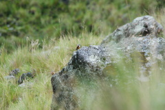 Ochthoeca oenanthoides