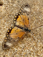 Acraea serena