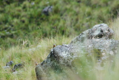 Ochthoeca oenanthoides