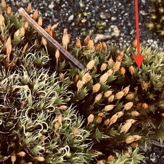 Orthotrichum anomalum