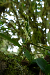 Trichosalpinx arbuscula
