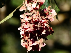 Terminalia paniculata