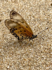 Acraea serena