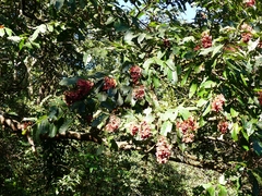 Terminalia paniculata