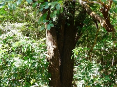 Terminalia paniculata