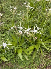 Hymenocallis