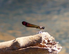 Heliocypha bisignata