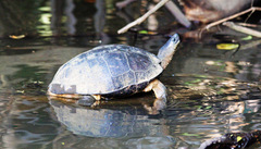 Rhinoclemmys funerea