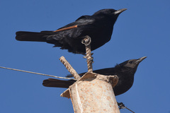 Onychognathus tristramii