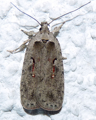 Agonopterix ocellana