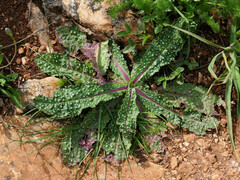 Helminthotheca aculeata