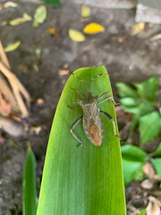 Elasmopoda valga